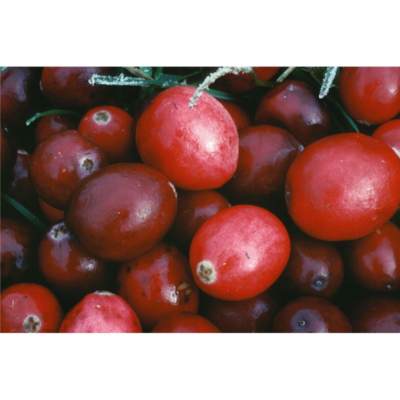 ARKOCAPS Cranberry Kaps VG 45 Stk