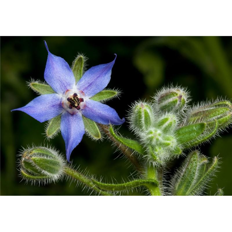 ARKOCAPS Borretschöl Kaps 60 Stk