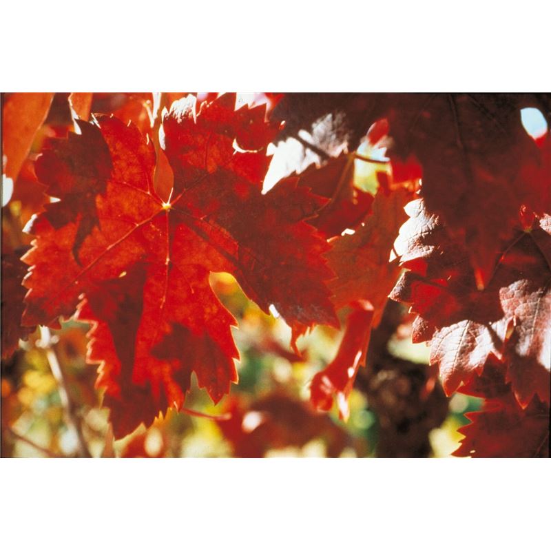 ARKOCAPS Weinrebe Kaps 45 Stk