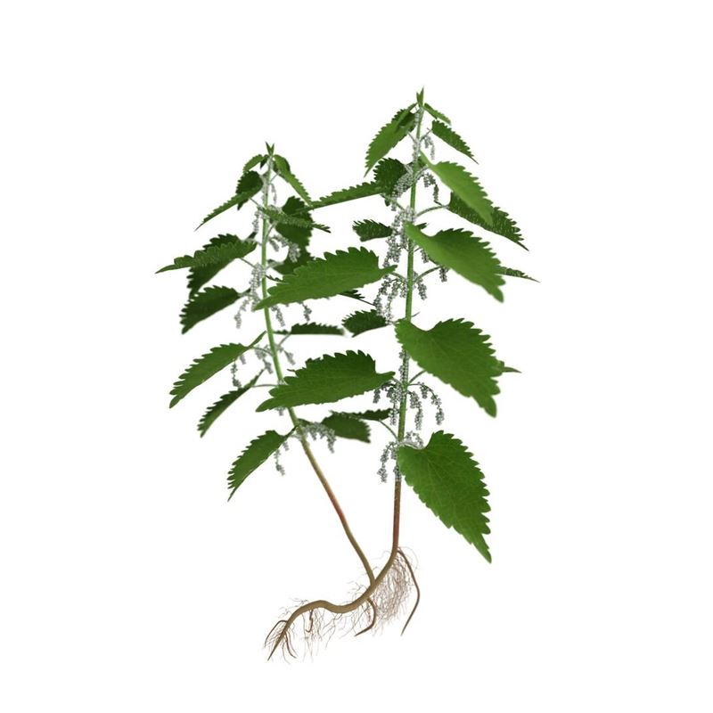 ARKOCAPS Brennesselwurzel Kaps VG 45 Stk