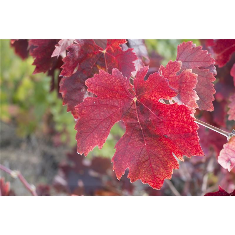 ARKOCAPS Weinrebe Kaps Ds 150 Stk