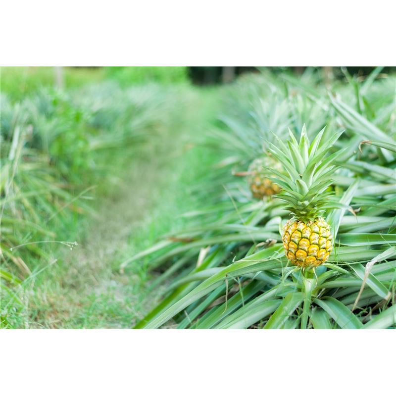 ARKOCAPS Ananas Kaps VG 45 Stk