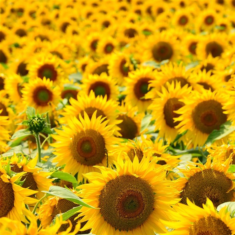 RAUSCH HAIRSPRAY Flexible Non-Aerosol Fl 50 ml