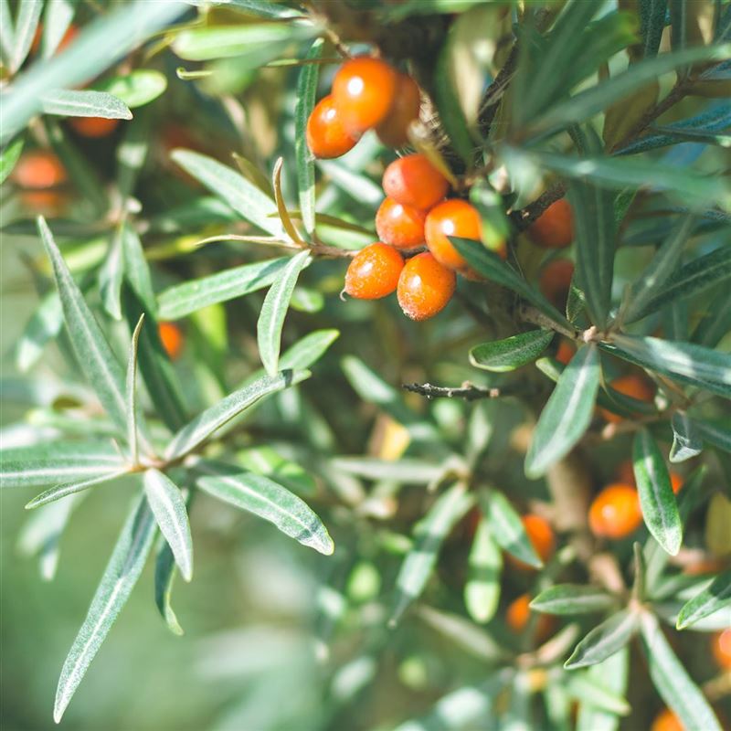 RAUSCH HAIRSPRAY Strong Non-Aerosol Ref Fl 400 ml